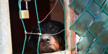Fiscalía respalda a Ayuntamiento en creación de reglamento de maltrato animal