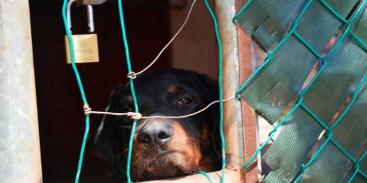 Fiscalía respalda a Ayuntamiento en creación de reglamento de maltrato animal