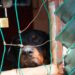 Fiscalía respalda a Ayuntamiento en creación de reglamento de maltrato animal