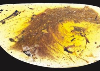 Hallan en un trozo de ámbar el dinosaurio más pequeño