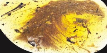 Hallan en un trozo de ámbar el dinosaurio más pequeño