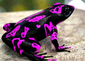 Reaparece la rana arlequín de la noche estrellada