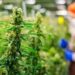 Cannabis en México: el nacimiento de una industria