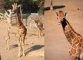 Nace jirafa en el Zoológico de Chapultepec; podrás elegir su nombre