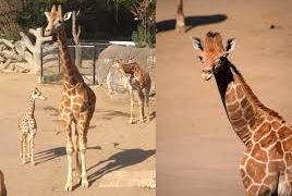 Nace jirafa en el Zoológico de Chapultepec; podrás elegir su nombre