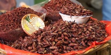 Estudiantes mexicanos elaboran carne basada en chapulines