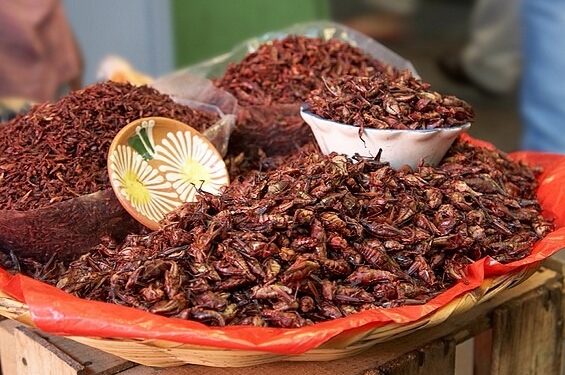 Estudiantes mexicanos elaboran carne basada en chapulines