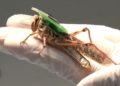 Equipan a insectos como cyborgs para detectar explosivos