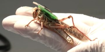 Equipan a insectos como cyborgs para detectar explosivos