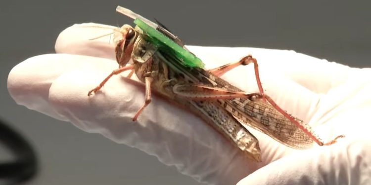 Equipan a insectos como cyborgs para detectar explosivos