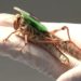 Equipan a insectos como cyborgs para detectar explosivos