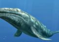 La ballena gris viaja 9 mil kilómetros desde Alaska para dar a luz