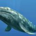 La ballena gris viaja 9 mil kilómetros desde Alaska para dar a luz