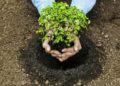 Se plantaron más de 70 mil árboles en Campaña de Reforestación Municipal 2019