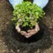 Se plantaron más de 70 mil árboles en Campaña de Reforestación Municipal 2019