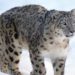 Logran grabar a una camada grande de leopardo de las nieves