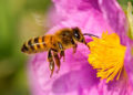El lenguaje de las abejas tiene dialectos