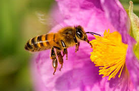 El lenguaje de las abejas tiene dialectos