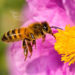 El lenguaje de las abejas tiene dialectos