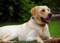 Una pareja clona a su perro después de su muerte