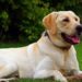 Una pareja clona a su perro después de su muerte
