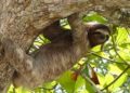#Video Nace perezoso de tres dedos en un árbol