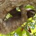 #Video Nace perezoso de tres dedos en un árbol