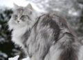 Los gatos del bosque noruego, las mascotas de los vikingos