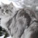 Los gatos del bosque noruego, las mascotas de los vikingos