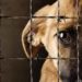 Atención y seguimiento a denuncias por maltrato animal en SLP
