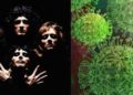 #Video Parodia de “Bohemian Rhapsody” del coronavirus se vuelve viral