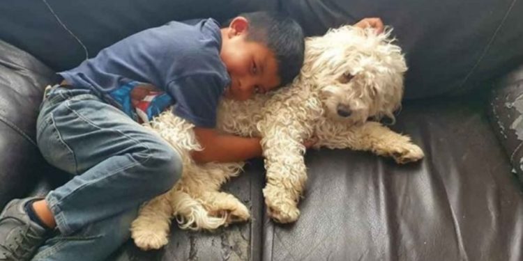 Hallan a perrito perdido, así reacciona el niño que lo buscaba
