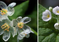 Las flores esqueleto, cuando se mojan se vuelven transparentes
