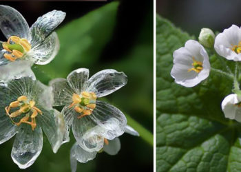 Las flores esqueleto, cuando se mojan se vuelven transparentes
