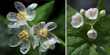 Las flores esqueleto, cuando se mojan se vuelven transparentes