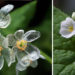 Las flores esqueleto, cuando se mojan se vuelven transparentes