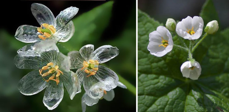 Las Flores Esqueleto Cuando Se Mojan Se Vuelven Transparentes El