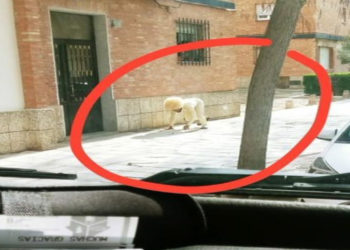 Hombre se disfraza de perro para poder salir durante cuarentena