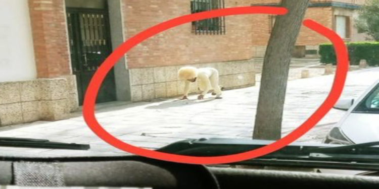 Hombre se disfraza de perro para poder salir durante cuarentena