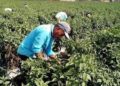 “Nos debe preocupar el contagio de covid-19 por la migración interna en los estados y en el país”: Octavio Pedroza