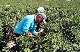 “Nos debe preocupar el contagio de covid-19 por la migración interna en los estados y en el país”: Octavio Pedroza