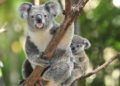 Liberan a koalas en la naturaleza tras los incendios en Australia