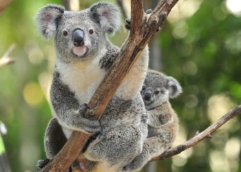 Liberan a koalas en la naturaleza tras los incendios en Australia