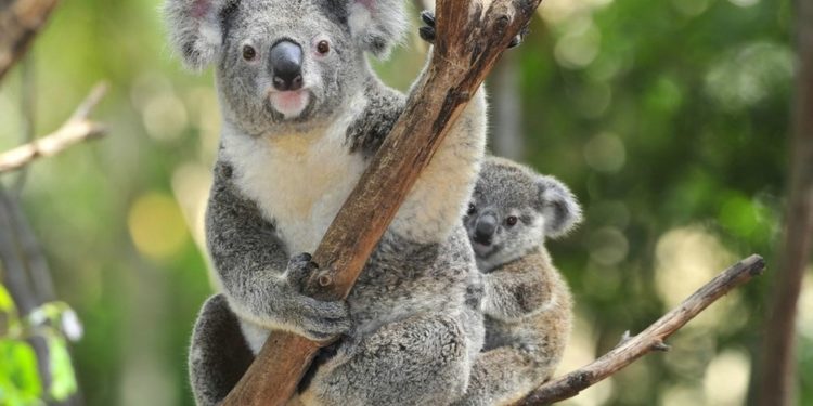 Liberan a koalas en la naturaleza tras los incendios en Australia