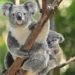 Liberan a koalas en la naturaleza tras los incendios en Australia