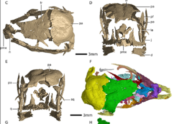 Usan rayos X para estudiar embriones de dinosaurios