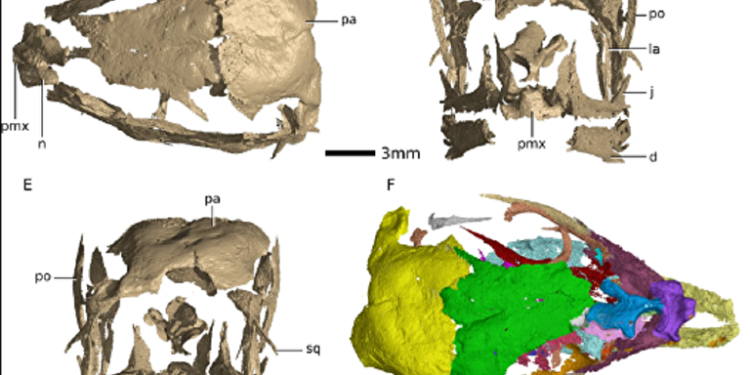 Usan rayos X para estudiar embriones de dinosaurios