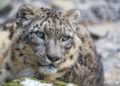 Reaparece el leopardo de las nieves