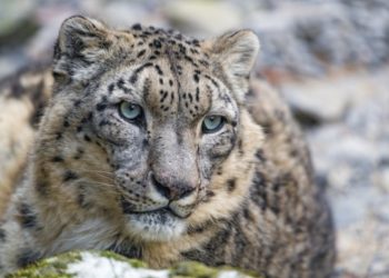 Reaparece el leopardo de las nieves