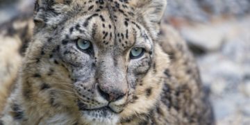 Reaparece el leopardo de las nieves